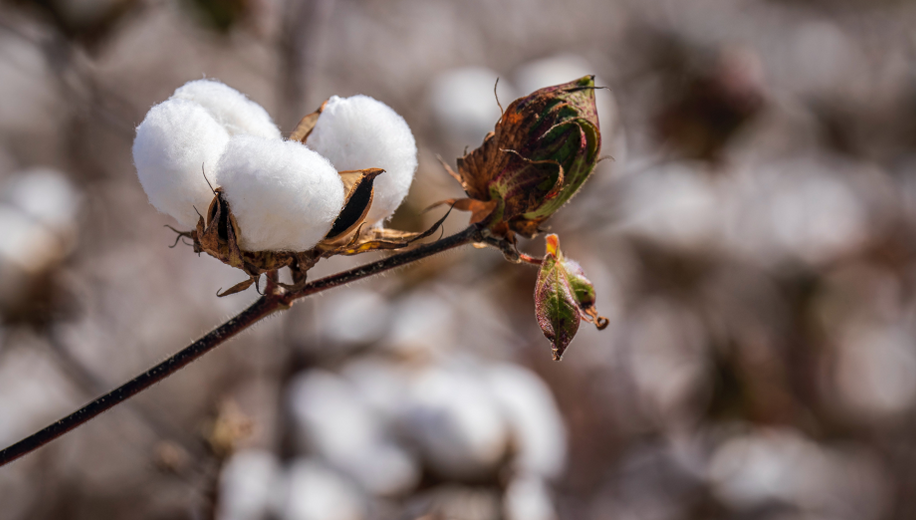 Organic Cotton